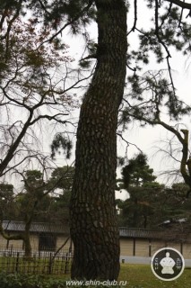 императорский дворец Киото (21)